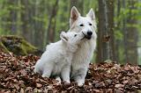 BERGER BLANC SUISSE - ADULTS ET PUPPIES 042